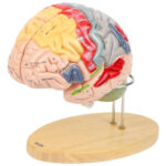 Coloured Human Brain Model