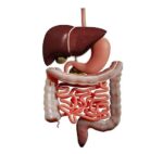 Human Digestive System 3-D Model