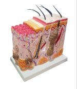 Human Skin Model