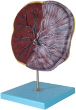 Placenta Anatomical Model