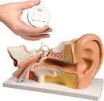 Professional Human Ear Anatomical