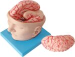 Skull With Brain Model