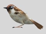 Sparrow Model