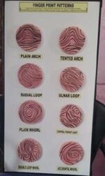 finger print pattern model